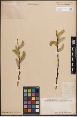Foto von Salix daphnoides Vill.